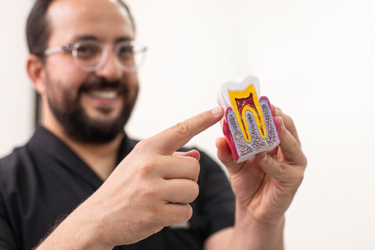 Happy dentist showing plastic model of cut healthy human tooth showing root canal