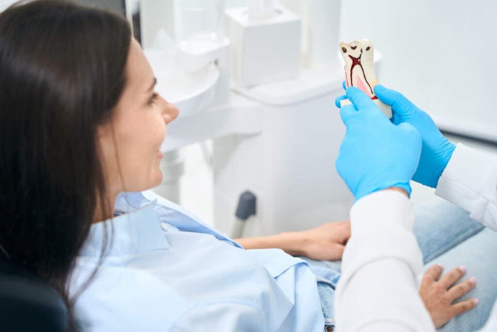 Dentist holding a cross-section tooth model showing root canals to explain root canal retreatment to a patient in the dental chair
